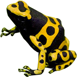 Bumblebee Poison Dart